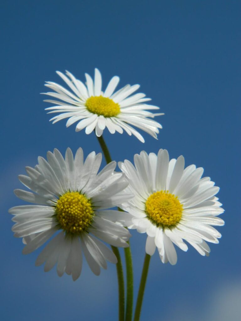 Three white daisies are shown against a blue sky